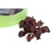 High Quality Chinese Roselle Flower Luo Shen Hua